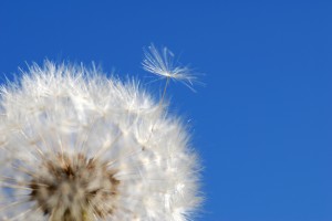 dandelion